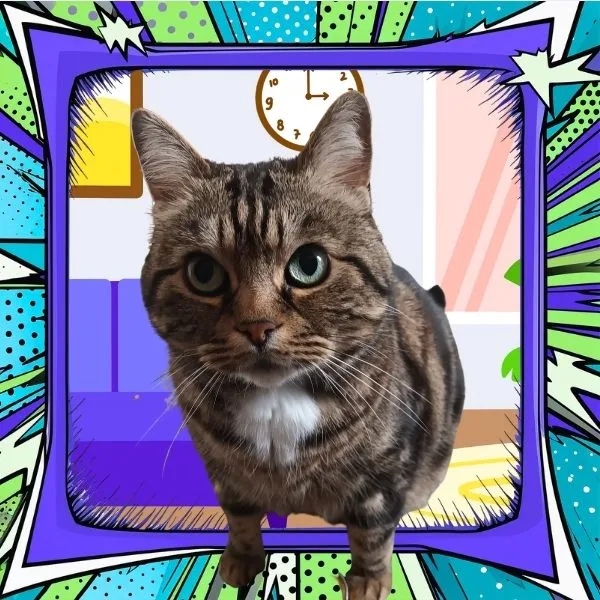 My housebound cat companion animal